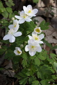 pic of False Rue Anemone 1