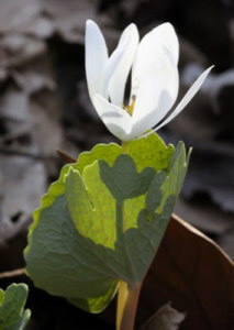 link to photo of Blood Root 2