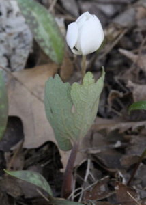 link to photo of Blood Root 3