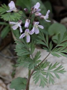 link to photo of Cut-leaved Toothwort 1