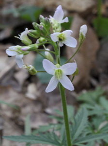 link to photo of Cut-leaved Toothwort 2