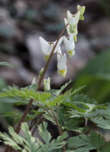 link to photo of Dutchman Breeches