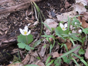 link to photo of Blood Root 1