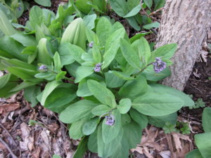 pic of Virginia Bluebells 1