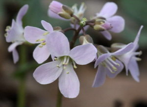 pic of Purple Cress 2