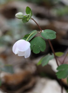 pic of false Rue Anemone 2