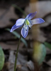 pic of Scilla 2