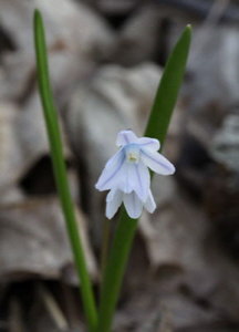 pic of Scilla 3