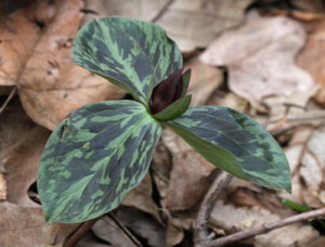 pic of Trillium