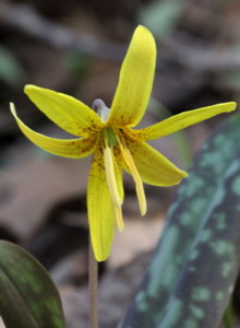 pic of Trout Lilly 1