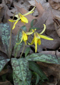 pic of Trout Lilly 2