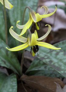 pic of Trout Lilly 3