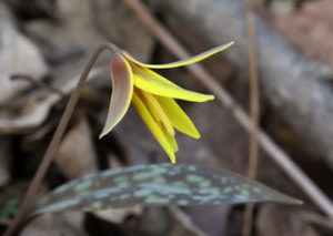 pic of Trout Lilly 4