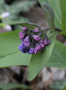 pic of Virginia Bluebells 2